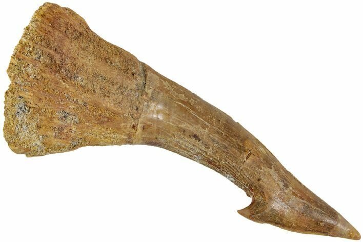 Fossil Sawfish (Onchopristis) Rostral Barb - Morocco #231006
